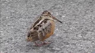 American Woodcock groovin to Staying Alive