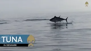 Bluefin Tuna fishing in Denmark - Westin-Fishing