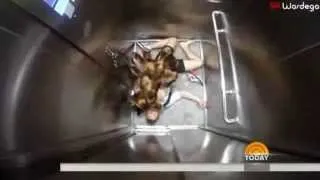 MUTANT GIANT SPIDER DOG PRANK