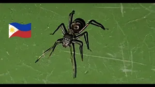 Philippine spider ant mimicry