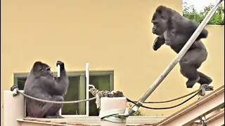 Nene's anger at Kiyomasa's pranks! The chimpanzee parent and child are also very intrigued.　Gorilla.