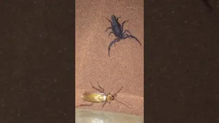 So Beautiful Praying Mantis Vs cockroach