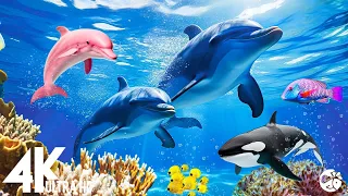 Aquarium 4K VIDEO (ULTRA HD)🐠 Relaxing Oceanscapes - Sleep Meditation 4K UHD Screensaver