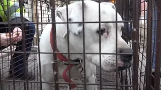 Emaciated White Pittie Scrounging For Food on Street As Detroit Pit Crew Dog Rescue Save Her Life