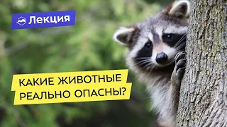 Опасные животные. Какие реально опасны?