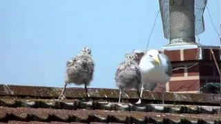 The first few weeks in the life of an Herring Gull