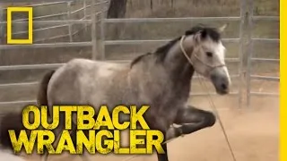 Breaking Wild Horses | Outback Wrangler