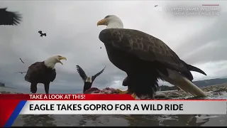 Eagle takes Gopro on wild ride