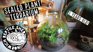 Opening A Sealed Bottle Terrarium After 5 Years!