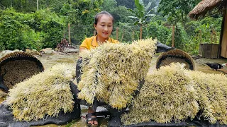 Green bean sprouts growing process - Harvest after 3 days 3 nights goes to market sell | Ly Thi Tam