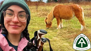 Day 49: Seeing 20 PONIES in the Grayson Highlands (AT ThruHike 2024)