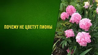 Почему не цветут пионы