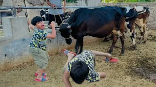 Khatarnak cow ny Ali ko takkar mar Di 😳 || cow mandi || Mandi vlog ||