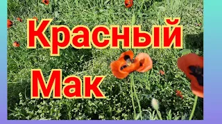 Красный мак/Червоний мак/