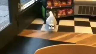 В Сочи чайка попалас  на видео во время ограбления магазина