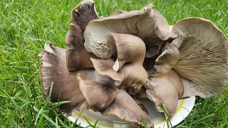 Выращивание грибов вешенка в мешках с соломой. Подробное описание способа.