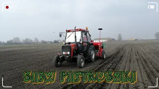 🔥SIEW PIETRUSZKI 🔥URSUS 3512🔥AGRO-MASZ SR300🔥