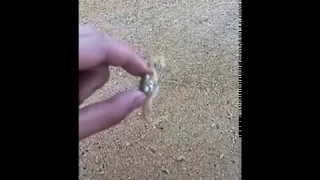 Crab likes to go fast
