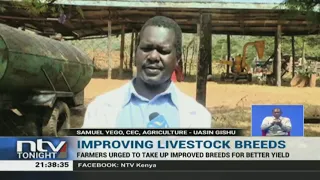 Uasin Gishu: Farmers urged to take up improved breeds of livestock for better yields