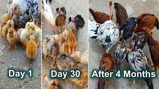 Complete Growth video from day 1 to 4 months results. Hen harvesting eggs to chicks. growth stages