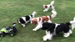 Cavalier King Charles Spaniels chasing cars