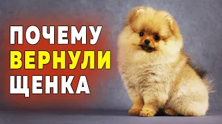 Spitz puppies are 72 days old. Why the puppy was returned to us. The history of the Pomeranian Spitz