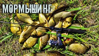 БЕШЕНЫЕ ПОКЛЁВКИ КАРАСЯ! МОРМЫШИНГ