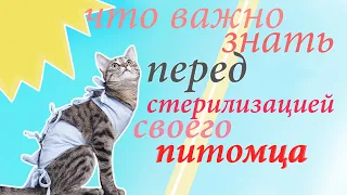 ЧТО НУЖНО ЗНАТЬ ПЕРЕД СТЕРИЛИЗАЦИЕЙ ИЛИ КАСТРАЦИЕЙ СВОЕГО ПИТОМЦА?