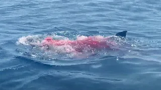 18 Foot Great White Shark Grabs Female Tourist Off Boat!