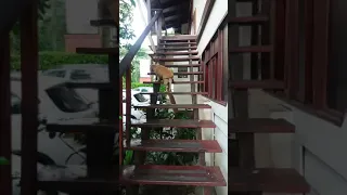 Old dog climbing the stairs