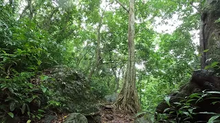 The sound of rain in the forest under an old tree. Relax, meditate, heal the soul
