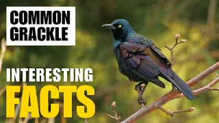 How to Uncover the Fascinating Facts of Common Grackle | Interesting Facts | The Beast World