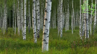 Titmouse and Nightingale Birdsong in Birch Grove