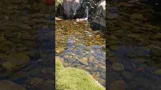 Beautiful Japanese Garden at Epcot