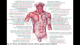 109.   Глибокі м'язи грудної клітки - AnatomUa_AUDIO