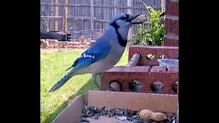 How Blue Jays Eat Peanuts with the Shell On? 🥜🥜