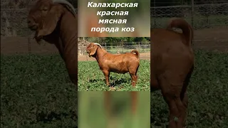 Калахарские козы что за порода?