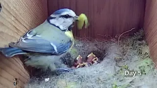 'PG-13' Edit. First Egg Hatching to Chicks Fledging VIEWER DISCRETION ADVISED. BlueTit Nest Cam 2021