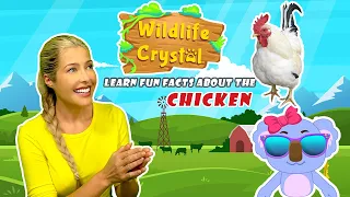 Chicken Facts