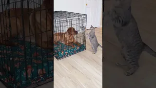 Cat Rescues Dog