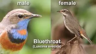 Bluethroat ~ Bird Call and Pictures for Teaching BIRDSONG