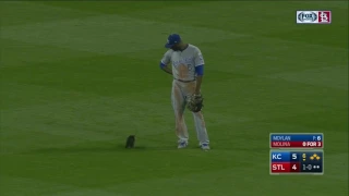 Rally Cat invades the field during Royals-Cardinals