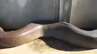 Самая крупная змея в мире была найдена мертвой
