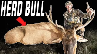 Spot And Stalk BOWHUNTING Elk  (73 YARDS BULL DOWN)