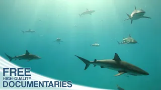 Surrounded by Sharks -  Close Up of the Prehistoric Hunters