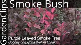 Purple Leaved Smoke Tree - Cotinus coggygria - How to Grow Smoke Bush