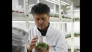 In-vitro: саженцы из пробирки - безвирусный посадочный материал для садоводов от VITROHUB, Молдова
