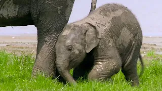 Baby Elephant Finds Her Feet | Lands of the Monsoon | BBC Earth