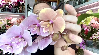причины пересадки орхидей после покупки / орхидеи от насекомых / орхидея Осенний ветер и незнакомка