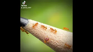 #муравьи